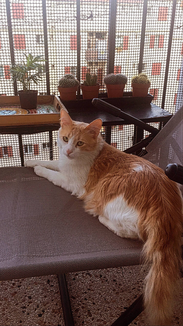 Tiroux a rejoint le concours — aidez-le/la à gagner de superbes lots ! carnivore, cat, european_shorthair, fawn, felidae, fur, kitten, maine_coon, mammal, norwegian_forest_cat, small_to_medium_sized_cats, somali, tabby_cat, tail, whiskers