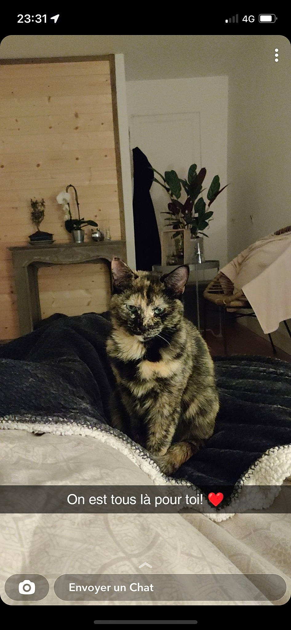 Hermione a rejoint le concours — aidez-le/la à gagner de superbes lots ! carnivore, cat, comfort, couch, domestic_short_haired_cat, felidae, flowerpot, fur, grey, houseplant, linens, living_room, monochrome_photography, plant, room, sitting, small_to_medium_sized_cats, tail, whiskers, wood