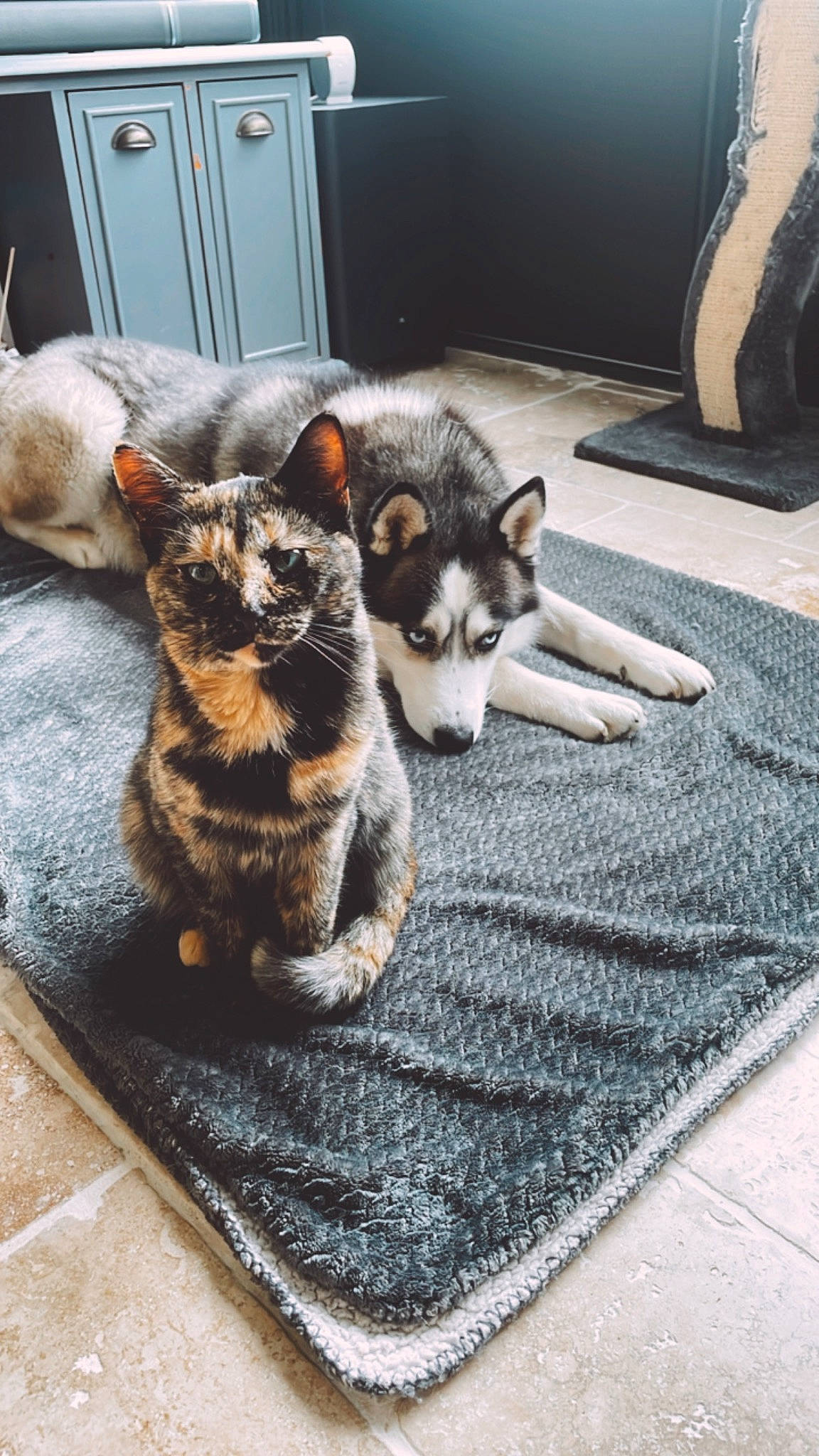 Hermione a rejoint le concours — aidez-le/la à gagner de superbes lots ! carnivore, cat, cat_supply, comfort, companion_dog, dog_breed, domestic_short_haired_cat, door, felidae, flooring, fur, grey, mat, nap, paw, rectangle, sitting, small_to_medium_sized_cats, tail, whiskers