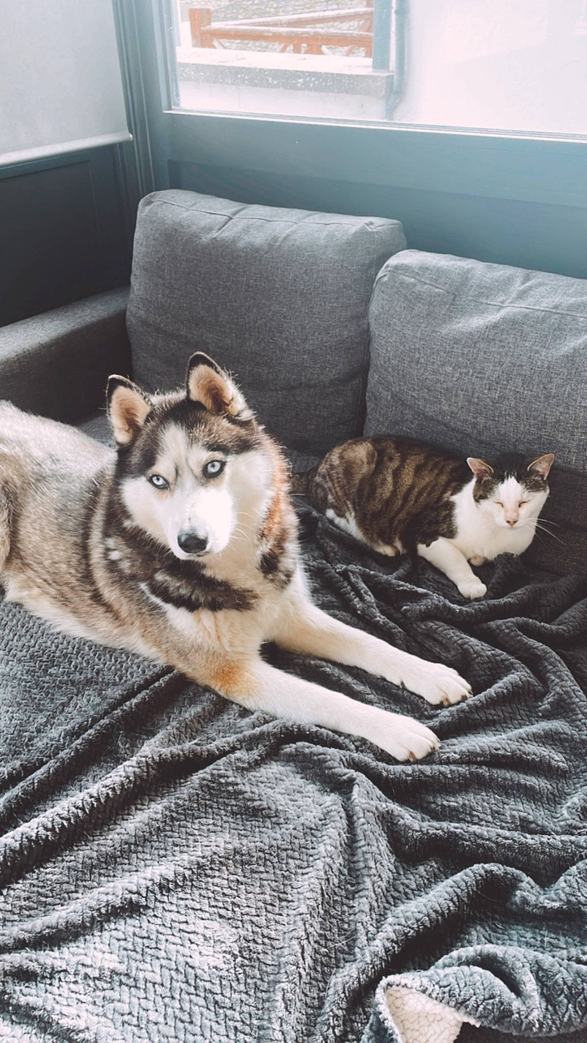 Promesse a rejoint le concours — aidez-le/la à gagner de superbes lots ! canidae, carnivore, cat, comfort, companion_dog, couch, dog, dog_breed, domestic_short_haired_cat, felidae, flooring, fur, grey, living_room, room, sled_dog, small_to_medium_sized_cats, sporting_group, whiskers, wood