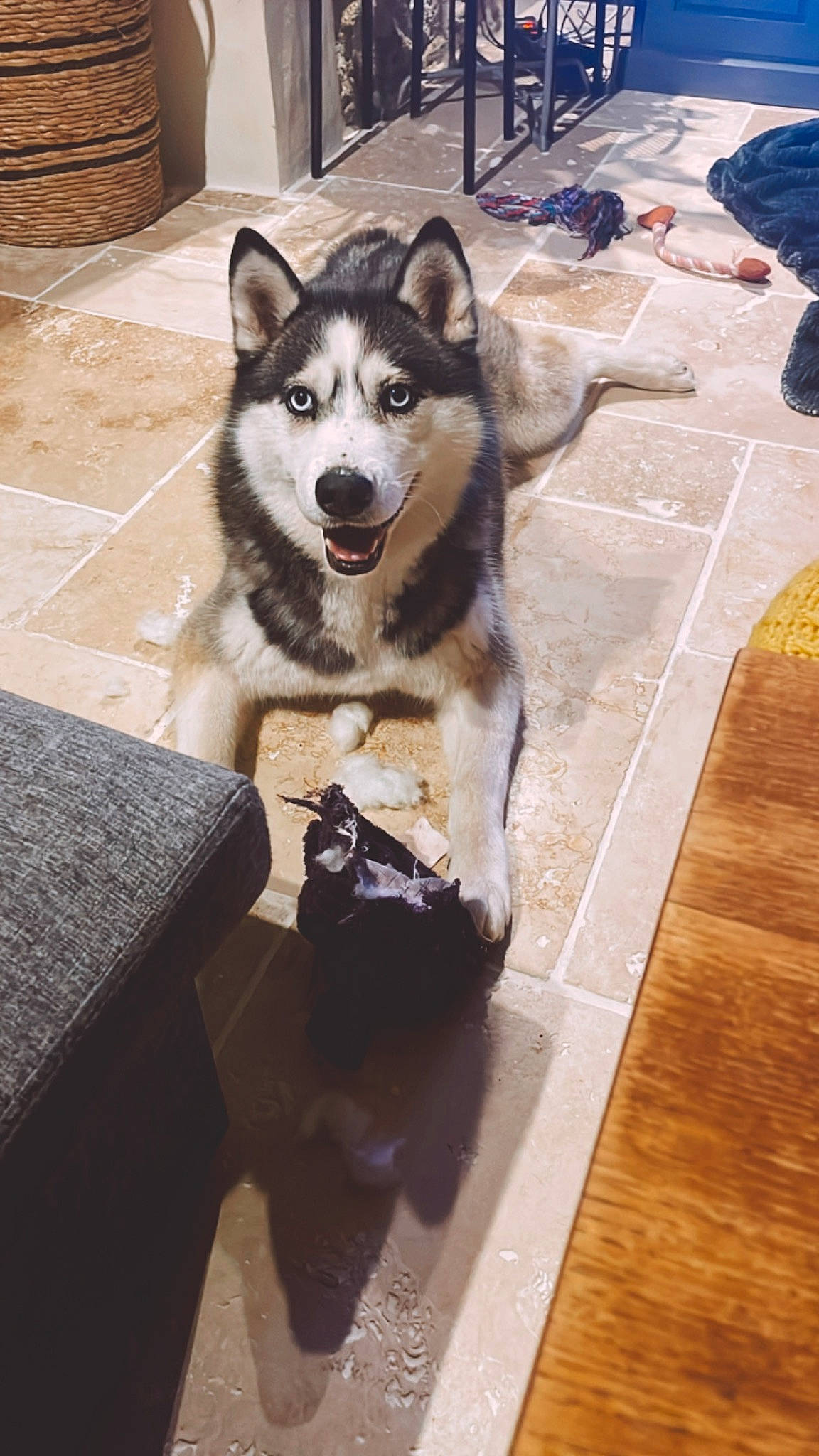 Promesse participe au concours pour gagner de l'argent avec cette photo : canidae, canis, carnivore, companion_dog, dog, dog_breed, fawn, floor, flooring, fur, grey, hardwood, paw, siberian_husky, sled_dog, snout, varnish, wood, wood_stain, working_animal