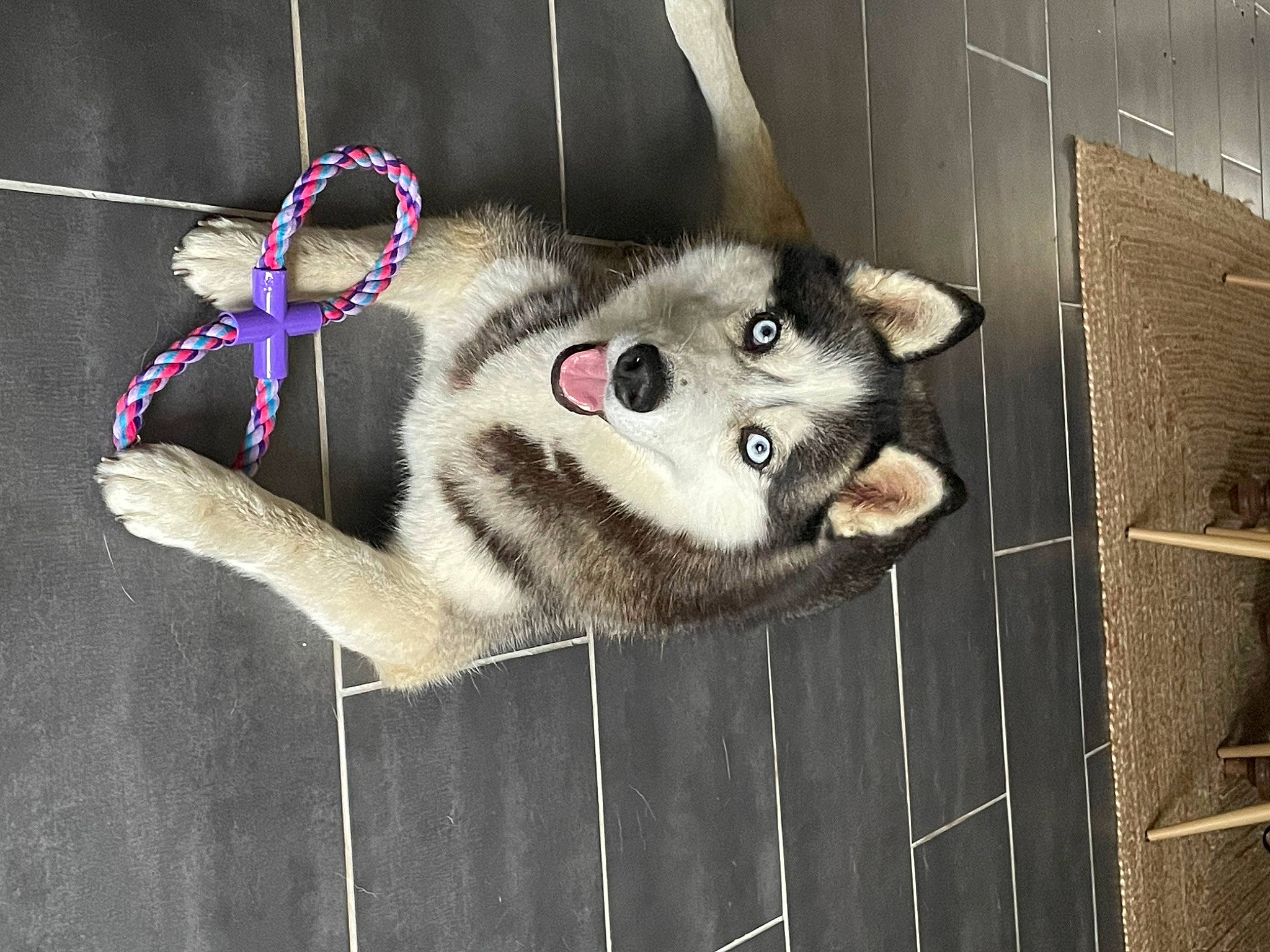 Promesse a rejoint le concours — aidez-le/la à gagner de superbes lots ! animal_shelter, art, canidae, carnivore, dog_breed, fur, metal, pet_supply, snout, tail, terrestrial_animal, whiskers