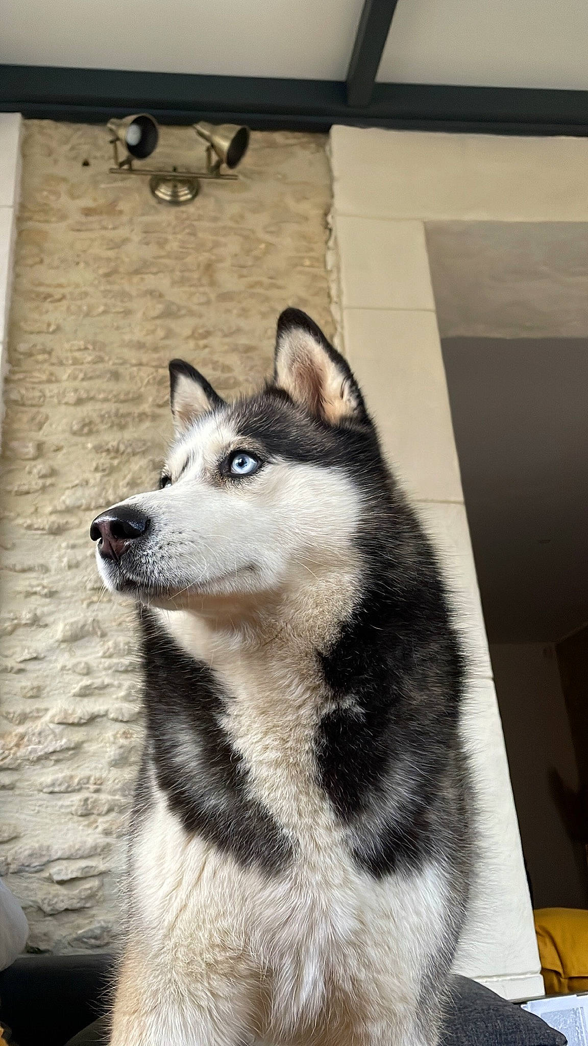 Promesse a rejoint le concours — aidez-le/la à gagner de superbes lots ! art, canis, carnivore, dog, dog_breed, fur, grey, monochrome_photography, sled_dog, snout, terrestrial_animal, whiskers, wildlife, window, wood, working_animal, working_dog