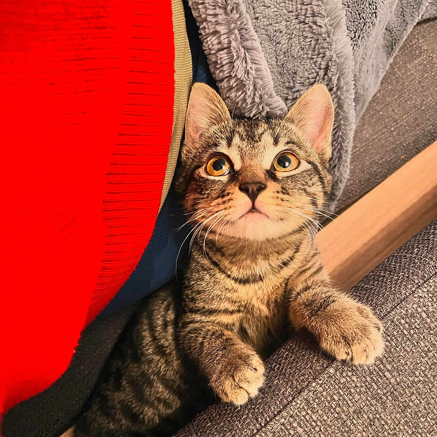 Nami a rejoint le concours — aidez-le/la à gagner de superbes lots ! abyssinian, animal, blanket, cat, cushion, furniture, homedecor, indoors, interiordesign, kitten, manx, pet, quilt, towel