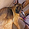 Luna is registered to the contest to win money with this photo: dog, german_shepherd, couch, indoor, pet, relaxed, furniture, canine, brown, black, ears_up, looking_at_camera, home, living_room, domestic_animal, resting, animal, mammal, fur, corduroy