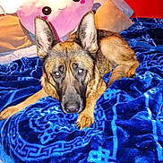 Luna is registered to the contest to win money with this photo: dog, german_shepherd, bed, blanket, blue, heart_pillow, pink, red_wall, indoor, pet, animal, cute, smiling_pillow, resting, furniture, cozy, domestic, ears, fur, portrait