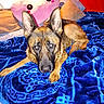 animal, bed, blanket, blue, cozy, cute, dog, domestic, ears, fur, furniture, german_shepherd, heart_pillow, indoor, pet, pink, portrait, red_wall, resting, smiling_pillow