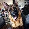 Luna is registered to the contest to win money with this photo: dog, german_shepherd, tongue_out, indoor, couch, furniture, head_tilt, pet, canine, living_room, domestic_animal, ears, fur, tongue, cute, animal, household, portrait, expression, companion