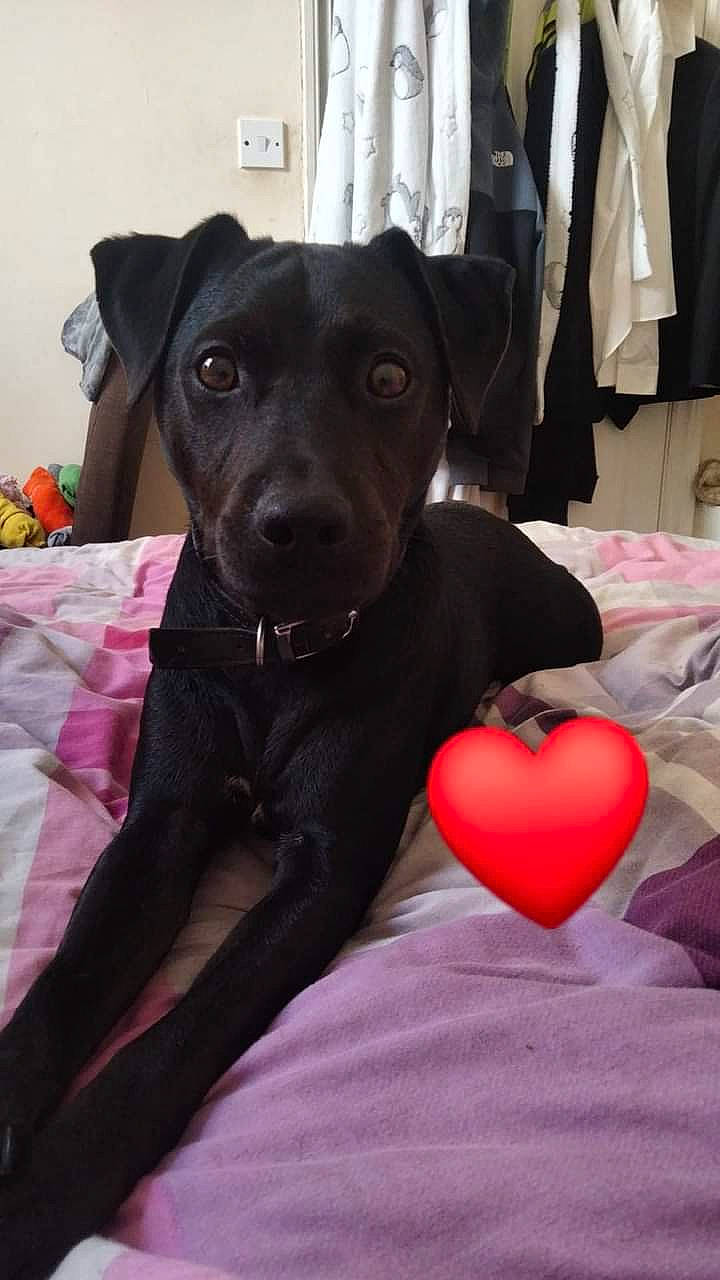 Ozzy joined the competition — help win amazing prizes! borador, canidae, carmine, carnivore, comfort, companion_dog, dog, dog_breed, dog_supply, event, flooring, fur, guard_dog, liver, magenta, pink, snout, sporting_group, whiskers, working_animal