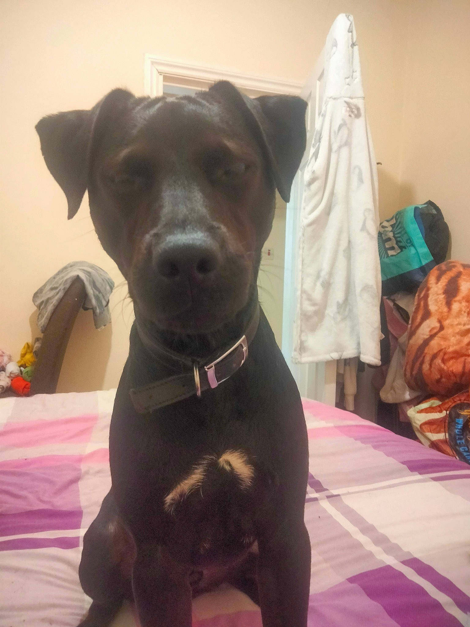 Ozzy is registered to the contest to win money with this photo: borador, canidae, carnivore, collar, companion_dog, dog, dog_breed, dog_collar, dog_supply, fawn, flooring, fur, guard_dog, gun_dog, liver, non_sporting_group, pet_supply, sporting_group, whiskers, working_animal