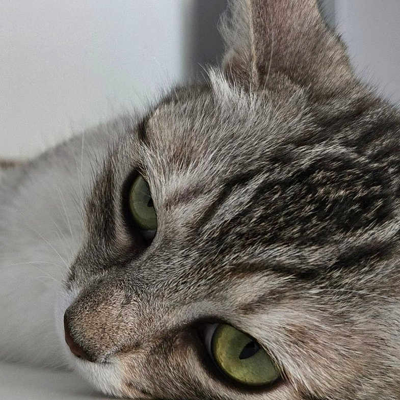 Minou Kinshasa participe au concours pour gagner de l'argent avec cette photo : animal, calm, cat, close_up, cute, domestic_cat, face, feline, fur, green_eyes, indoor, lying_down, mammal, pet, portrait, relaxed, resting, soft_texture, tabby_cat, whiskers