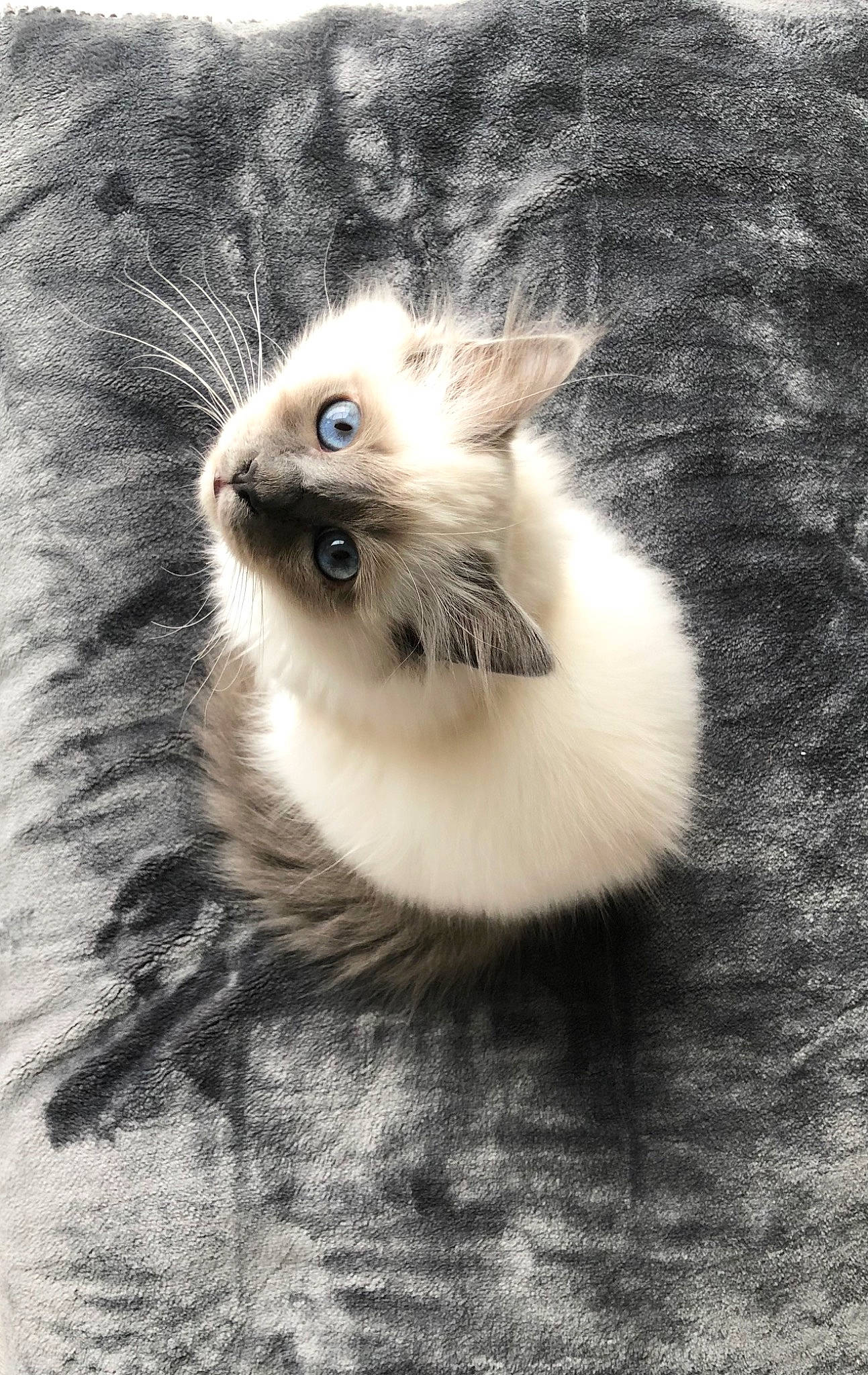 Timo a rejoint le concours — aidez-le/la à gagner de superbes lots ! balinese, birman, carnivore, cat, claw, domestic_short_haired_cat, eye, fawn, felidae, fur, grey, iris, monochrome, monochrome_photography, paw, small_to_medium_sized_cats, snout, tail, terrestrial_animal, whiskers