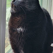 Spooky Shadows is registered to the contest to win money with this photo: black_cat, cat, pet, animal, window, indoor, feline, whiskers, fur, looking_outside, natural_light, curious, domestic_cat, close_up, portrait, sitting, side_view, house, windowsill, quiet