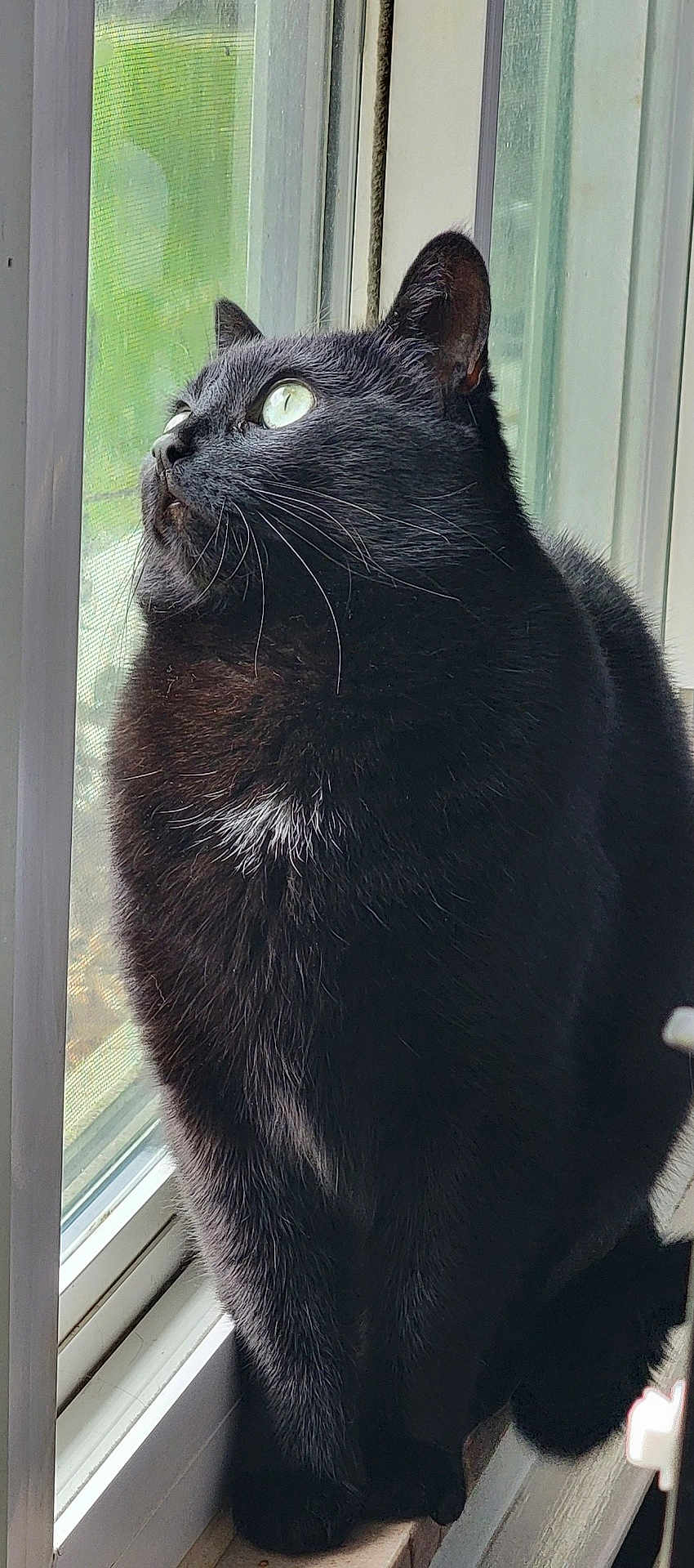 Spooky Shadows is registered to the contest to win money with this photo: black_cat, cat, pet, animal, window, indoor, feline, whiskers, fur, looking_outside, natural_light, curious, domestic_cat, close_up, portrait, sitting, side_view, house, windowsill, quiet