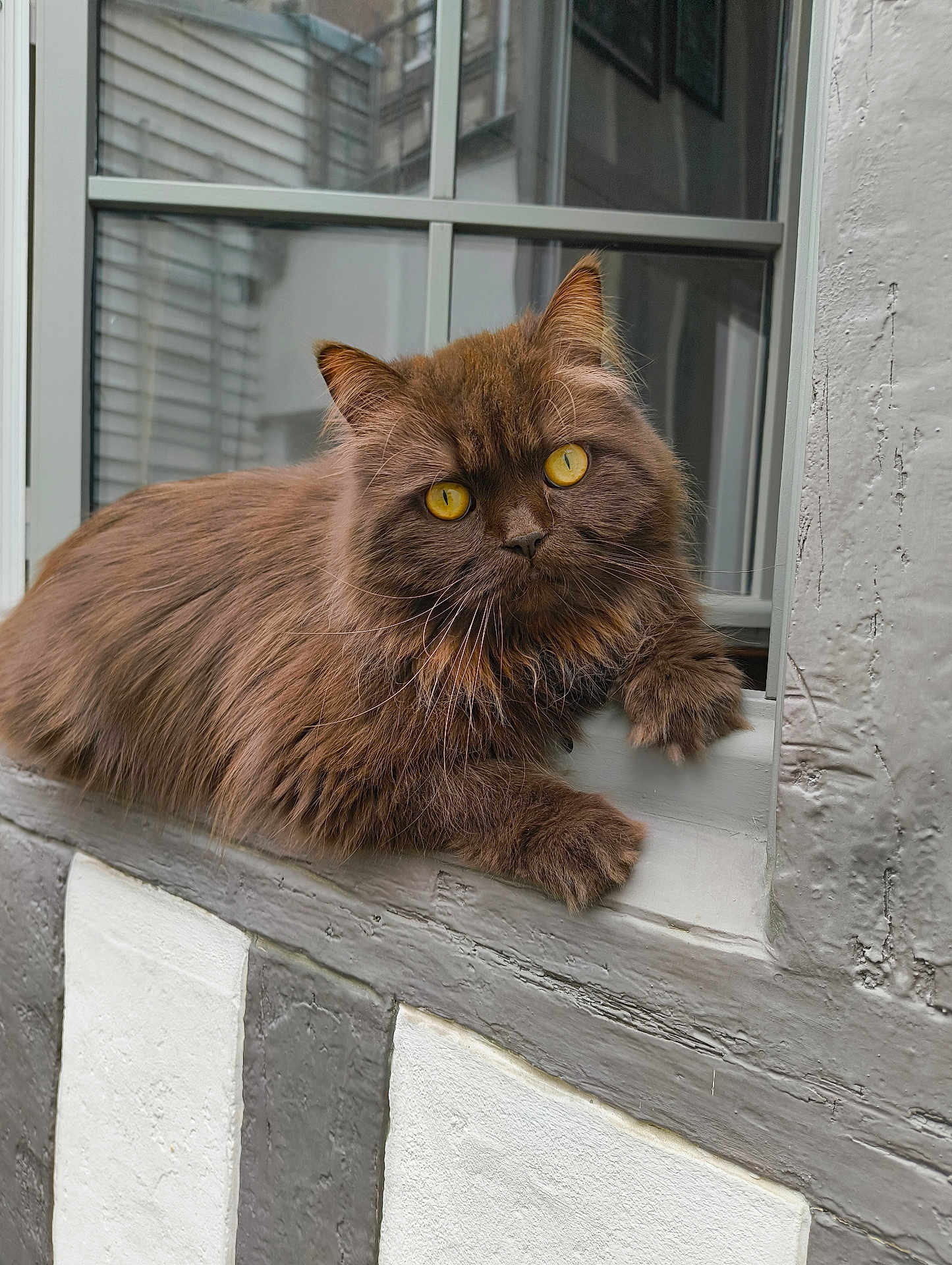 Ronny participe au concours pour gagner de l'argent avec cette photo : cat, brown_cat, fluffy, yellow_eyes, windowsill, window, curious, pet, animal, feline, domestic_cat, resting, indoor, close_up, soft_fur, portrait, whiskers, paw, looking, relaxed