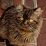 Ronny a rejoint le concours — aidez-le/la à gagner de superbes lots ! cat, fluffy, brown, golden_eyes, whiskers, fur, pet, animal, looking_up, brick_floor, outdoor, close_up, cute, domestic_cat, tabby, mammal, portrait, feline, curious, sitting