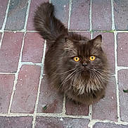 Ronny a rejoint le concours — aidez-le/la à gagner de superbes lots ! cat, brown_cat, fluffy, yellow_eyes, pet, animal, outdoor, brick_floor, tail, whiskers, feline, cute, looking_up, curious, domestic_cat, mammal, fur, small_animal, close_up, street