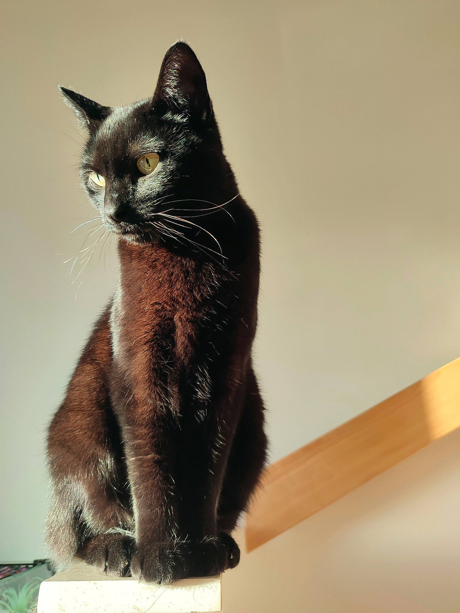 Maurice a rejoint le concours — aidez-le/la à gagner de superbes lots ! black_cat, bombay, carnivore, cat, domestic_short_haired_cat, eye, felidae, fur, human_body, paw, rectangle, shadow, sitting, small_to_medium_sized_cats, snout, tail, terrestrial_animal, whiskers, window, wood