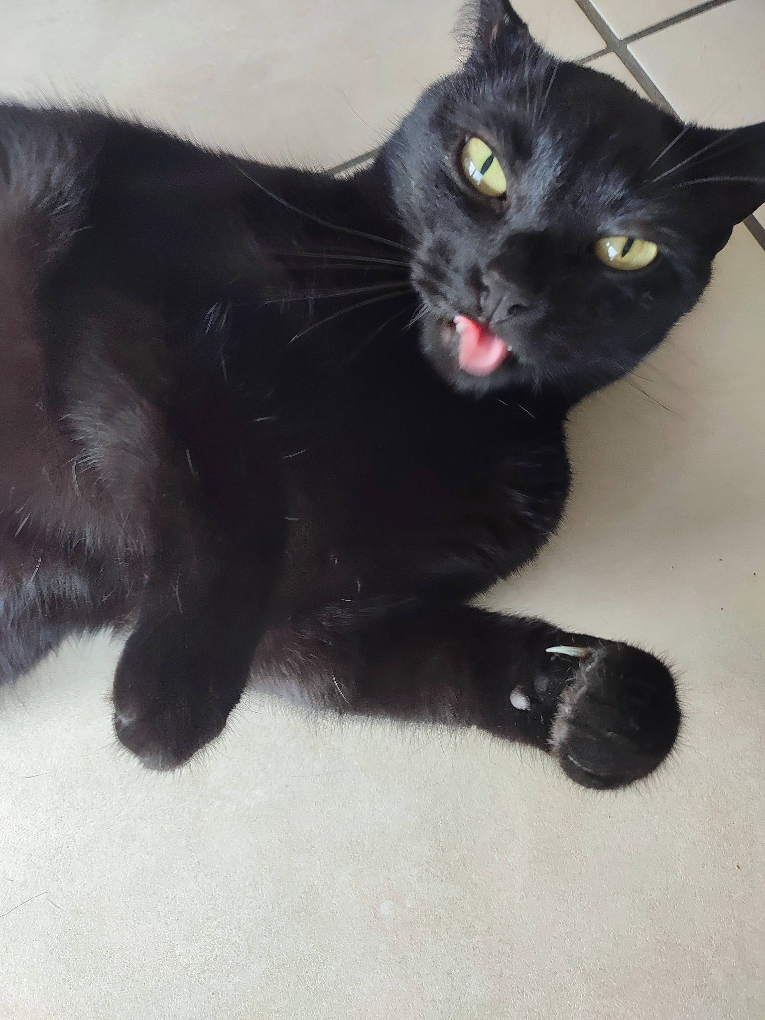 Maurice a rejoint le concours — aidez-le/la à gagner de superbes lots ! black_cat, bombay, carnivore, cat, cat_toy, claw, comfort, domestic_short_haired_cat, felidae, foot, fur, paw, small_to_medium_sized_cats, snout, tail, terrestrial_animal, whiskers