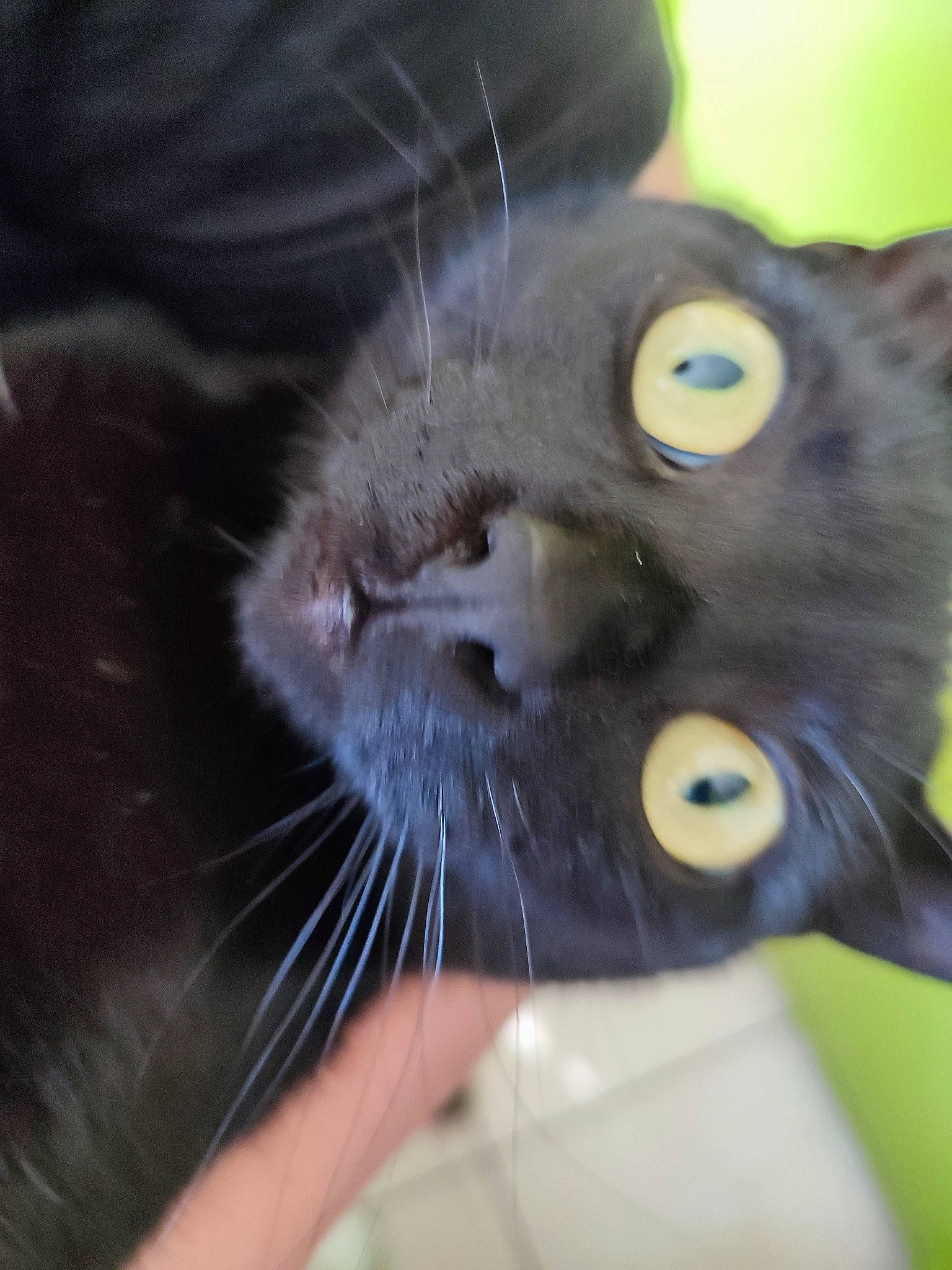 Maurice participe au concours pour gagner de l'argent avec cette photo : black_cat, bombay, carnivore, cat, claw, domestic_short_haired_cat, ear, fang, felidae, fur, gesture, grass, paw, plant, small_to_medium_sized_cats, snout, tail, terrestrial_animal, thai, whiskers