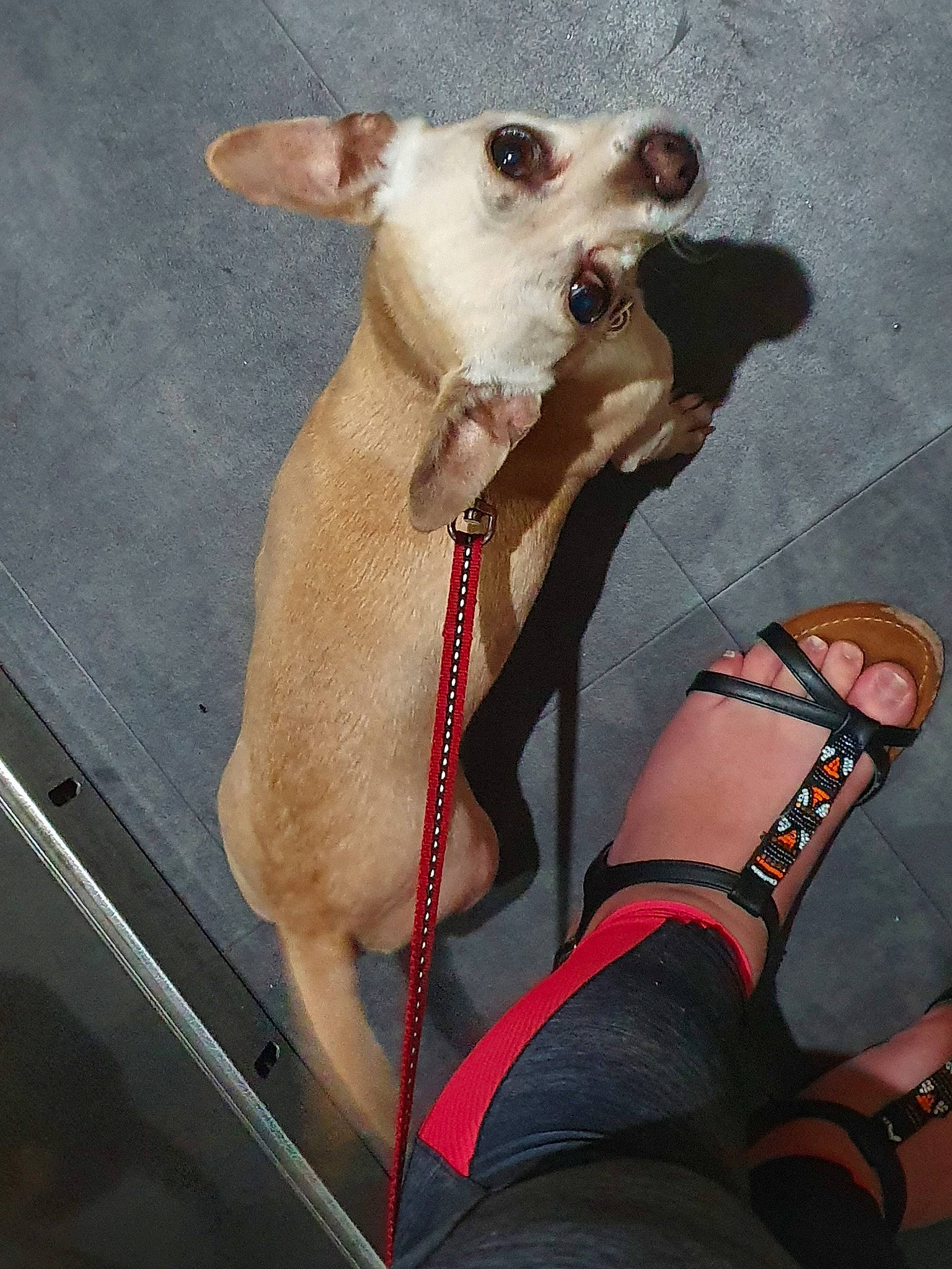 Cacahuètes a rejoint le concours — aidez-le/la à gagner de superbes lots ! canidae, carnivore, chihuahua, companion_dog, dog, dog_breed, dog_collar, fawn, italian_greyhound, leash, snout, toy_dog