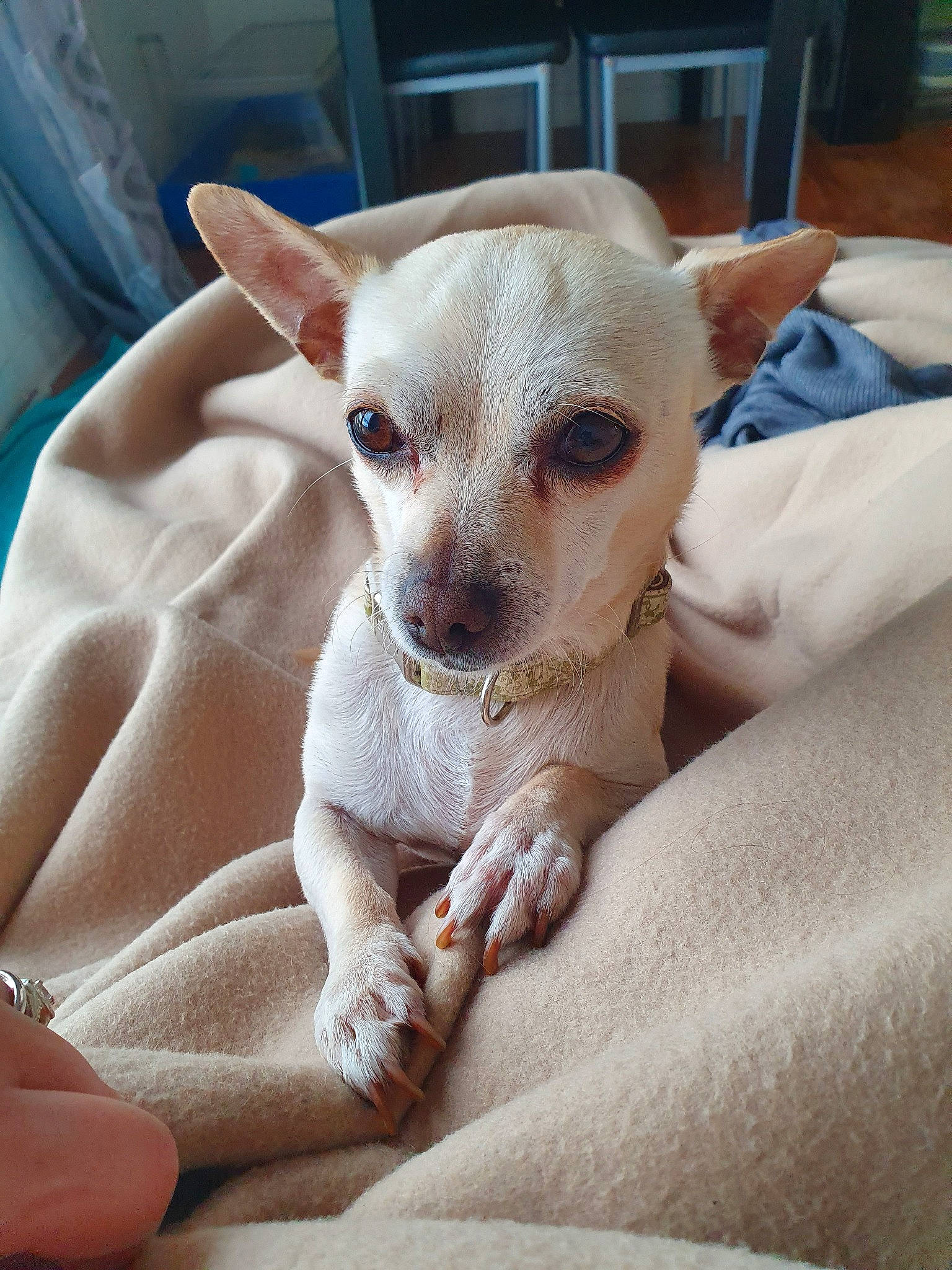 Cacahuètes a rejoint le concours — aidez-le/la à gagner de superbes lots ! canidae, carnivore, chihuahua, companion_dog, corgi_chihuahua, dog, dog_breed, ear, fawn, mammal, puppy, snout, toy_dog, vertebrate