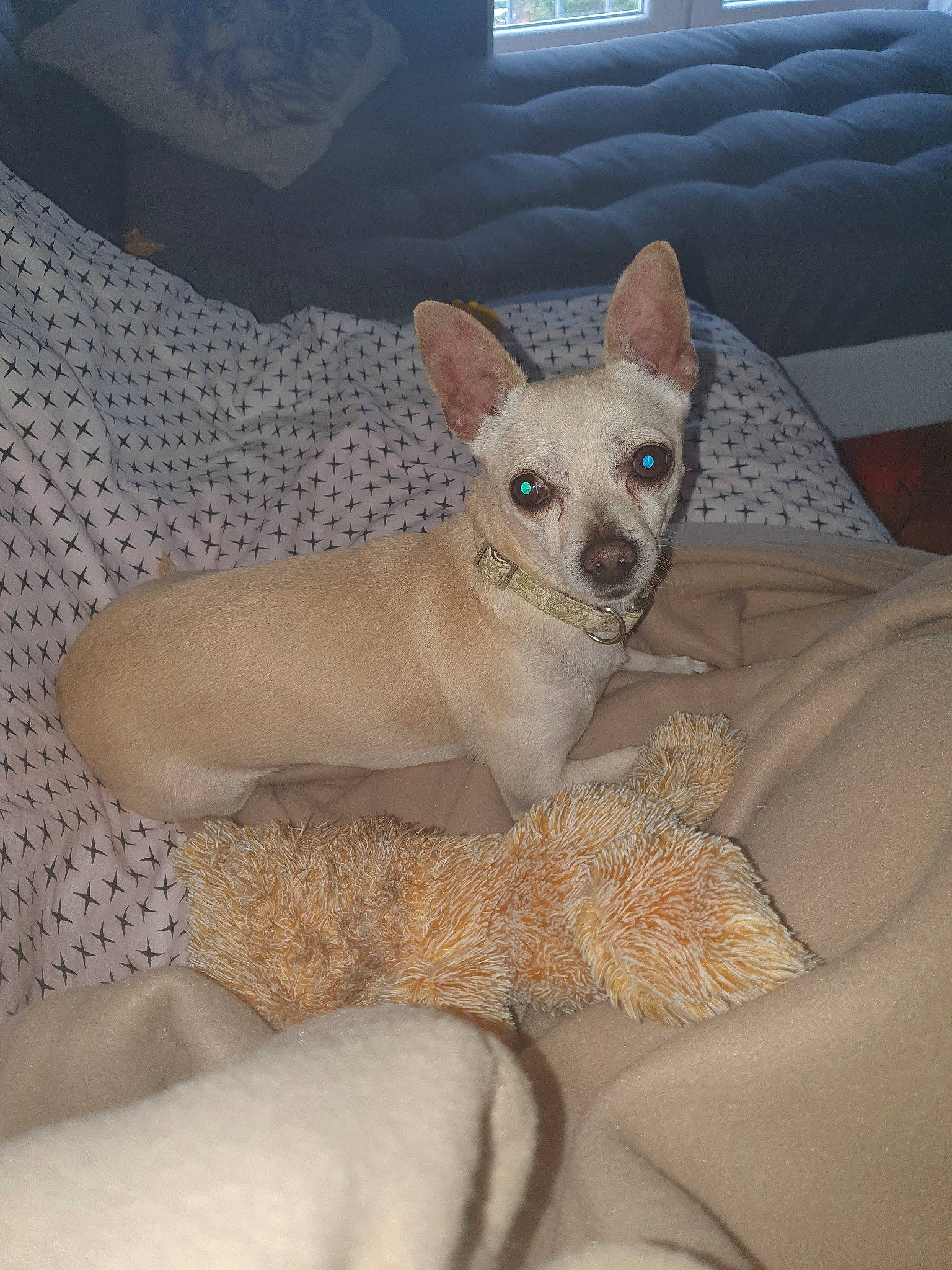 Cacahuètes participe au concours pour gagner de l'argent avec cette photo : canidae, carnivore, cat, chihuahua, dog, dog_breed, fawn, felidae, mammal, vertebrate