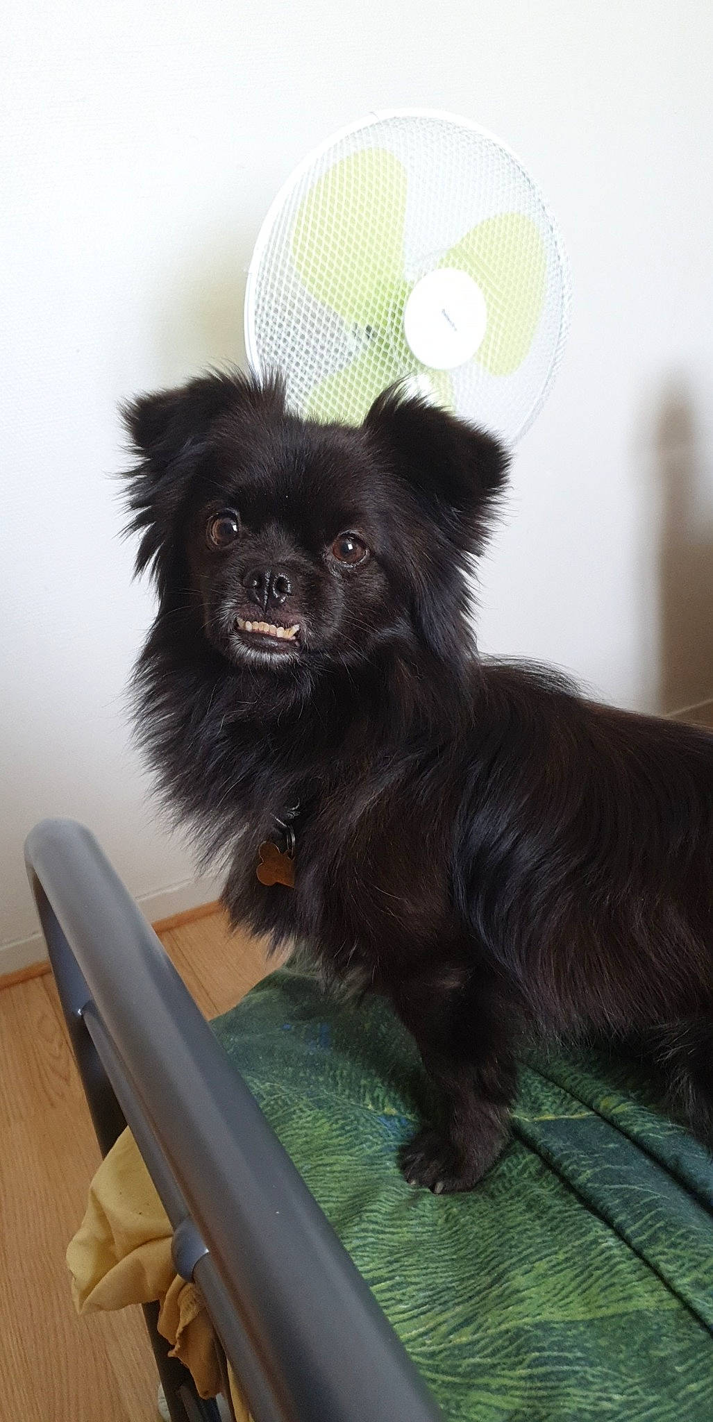 Gucci a rejoint le concours — aidez-le/la à gagner de superbes lots ! canidae, carnivore, companion_dog, dog, dog_breed, mammal, pomeranian, puppy, toy_dog, vertebrate