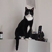 Onyx participe au concours pour gagner de l'argent avec cette photo : animal, black_and_white, calm, cat, domestic, feline, fur, house, indoor, looking, mantelpiece, mysterious, pet, quiet, resting, sitting, still, tail, tuxedo_cat, white_wall