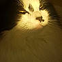 animal, black_and_white, cat, closeup, cute, eyes, face, feline, fluffy, fur, indoors, light, mischievous, pet, portrait, relaxed, shadow, sleepy, soft, whiskers