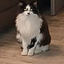 animal, black_and_white, calm, cat, companion, cozy, cute, domestic, eyes_glowing, feline, fluffy, fur, home, indoor, mysterious, pet, quiet, sitting, small, wooden_floor