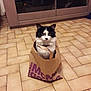 animal, black_and_white, cabinet, cat, collar, curious, cute, domestic, ears, eyes, floor, fur, furniture, household, indoor, paper_bag, pet, sitting, tile, whiskers
