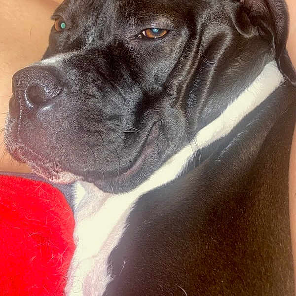 Scrappy