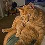 animal, bed, carpet, cat, cozy, domestic, ears, feline, fluffy, fur, green_eyes, home, indoor, orange_cat, paws, pet, relaxed, stuffed_animal, tail, whiskers