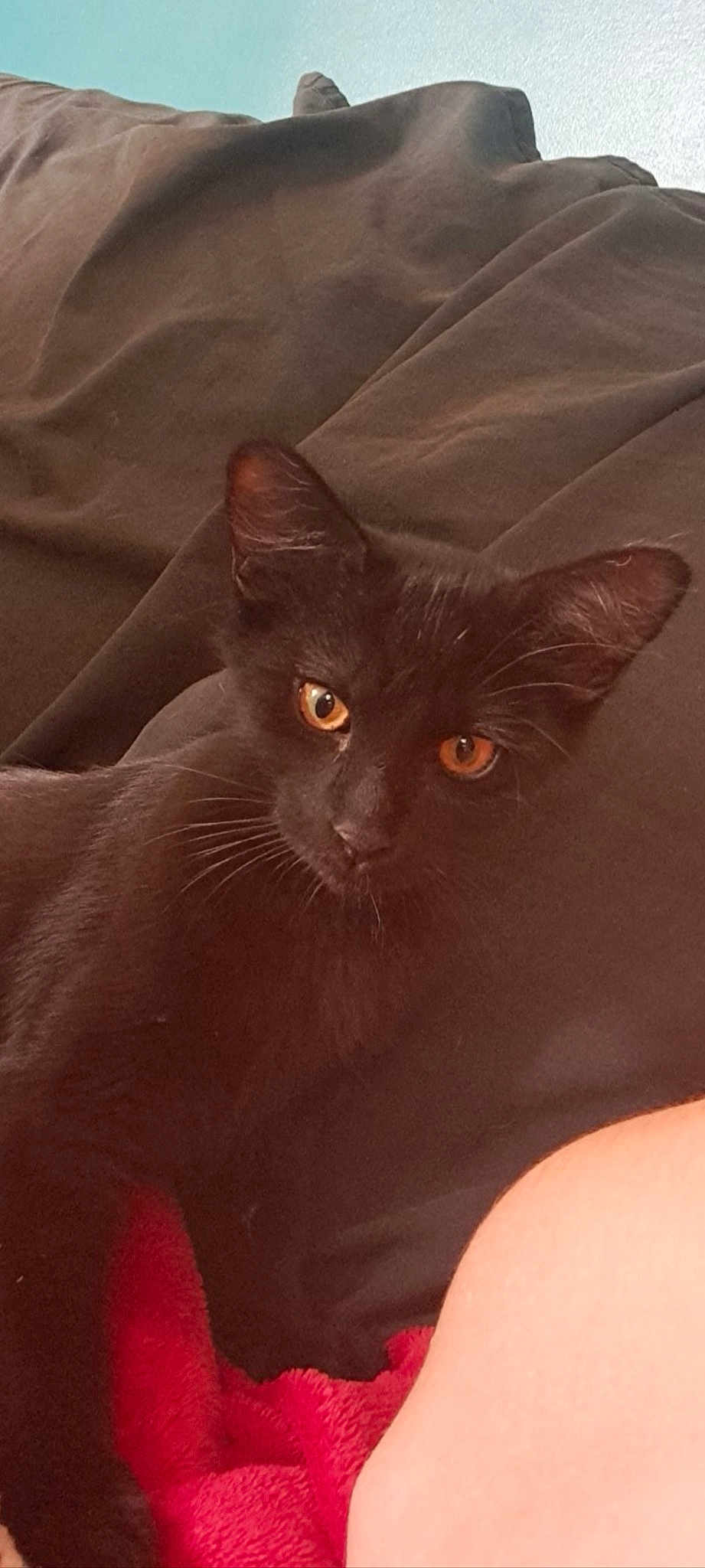Nala
