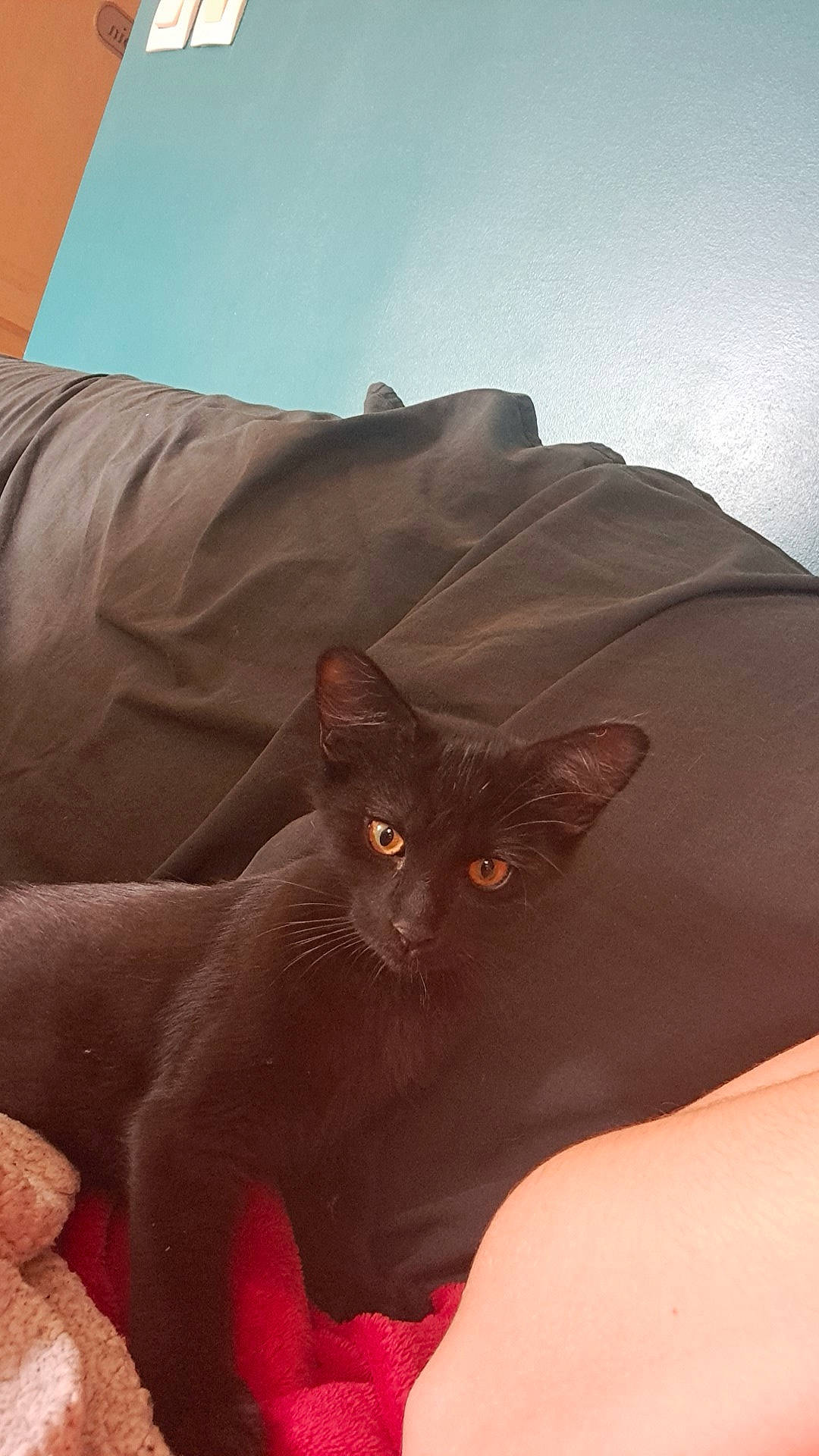 Nala a rejoint le concours — aidez-le/la à gagner de superbes lots ! black_cat, brown, carnivore, cat, claw, comfort, domestic_short_haired_cat, fawn, felidae, fur, gesture, havana_brown, linens, paw, sand, sitting, small_to_medium_sized_cats, tail, whiskers, window