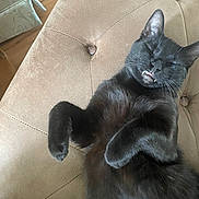 Sirius Black is registered to the contest to win money with this photo: black_cat, cat, feline, pet, animal, sleeping, relaxed, couch, chair, furniture, indoors, whiskers, ears, paw, fur, cute, domestic_animal, resting, nap, mouth_open
