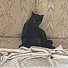 Sirius Black joined the competition — help win amazing prizes! black_cat, cat, feline, pet, animal, indoor, couch, blanket, floral_pattern, upholstery, furniture, resting, domestic, cozy, eyes, sitting, relaxed, home, texture, shadow