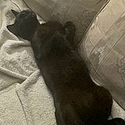 Sirius Black is registered to the contest to win money with this photo: black_cat, cat, towel, couch, furniture, indoor, pet, resting, sleeping, animal, cozy, relaxing, fur, whiskers, domestic_cat, home, soft_texture, quiet, laid_back, comfortable