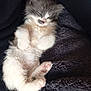 Ruben participe au concours pour gagner de l'argent avec cette photo : adorable, animal, blanket, comfort, cozy, cute, domestic, feline, fluffy, fur, kitten, nap, paws, pet, relaxed, resting, sleeping, soft, warm, young