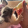 Ruben a rejoint le concours — aidez-le/la à gagner de superbes lots ! animal, bottle, cat, closeup, comfort, cute, domestic, feeding, floor, furry, hand, indoor, kitten, milk, person, pet, resting, socks, towel, young