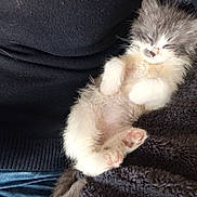 Ruben participe au concours pour gagner de l'argent avec cette photo : animal, black_sweater, blanket, blue_jeans, comfort, cozy, cute, fluffy, fur, furry, indoor, kitten, nap, paw, pet, resting, sleeping, small, soft, warm