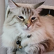 Atlanta a rejoint le concours — aidez-le/la à gagner de superbes lots ! cat, fluffy, long_hair, blue_eyes, pet, feline, portrait, sitting, lounging, indoors, cat_tree, scratching_post, fur, whiskers, ears, collar, bell, gray, cream, close_up