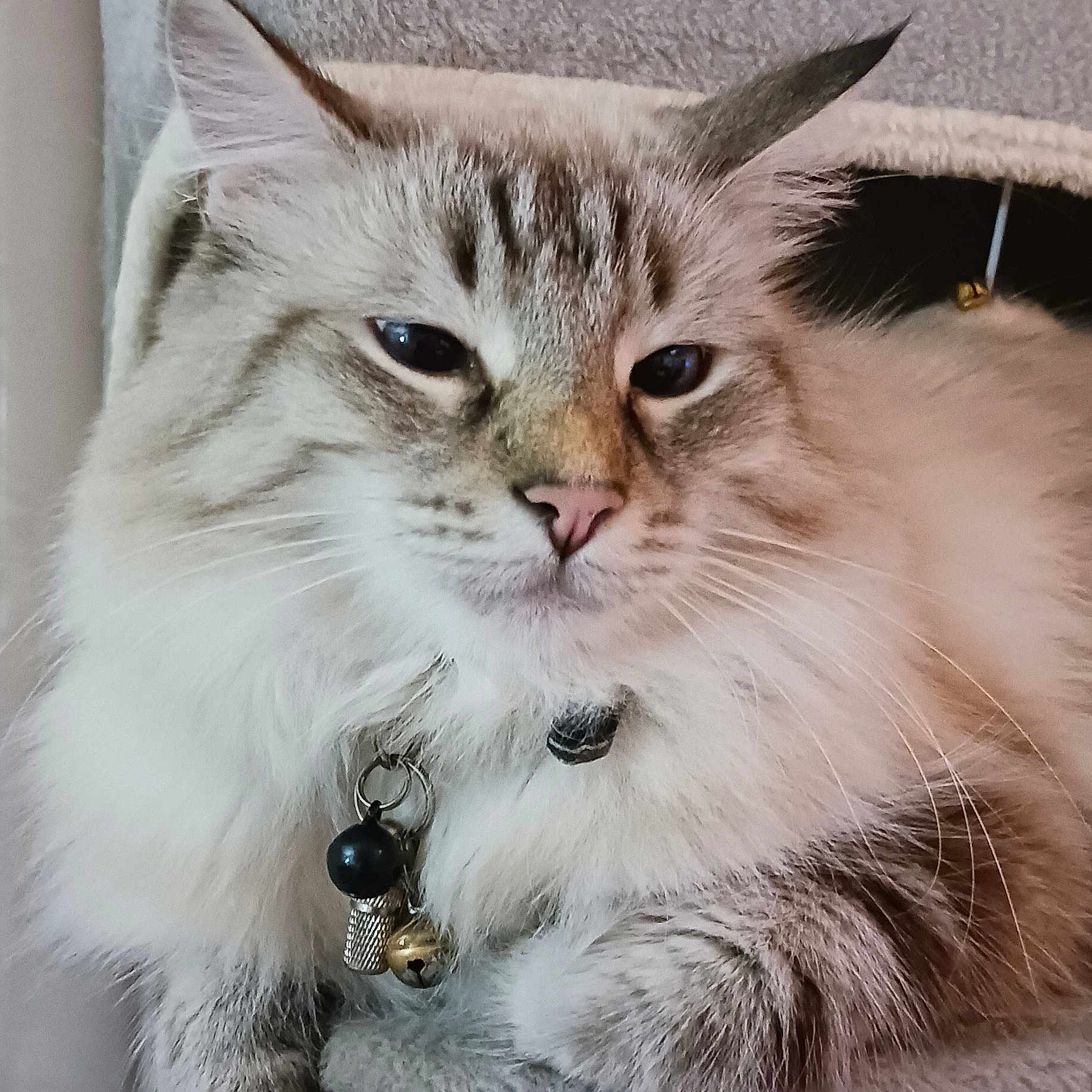 Atlanta a rejoint le concours — aidez-le/la à gagner de superbes lots ! cat, fluffy, long_hair, blue_eyes, pet, feline, portrait, sitting, lounging, indoors, cat_tree, scratching_post, fur, whiskers, ears, collar, bell, gray, cream, close_up