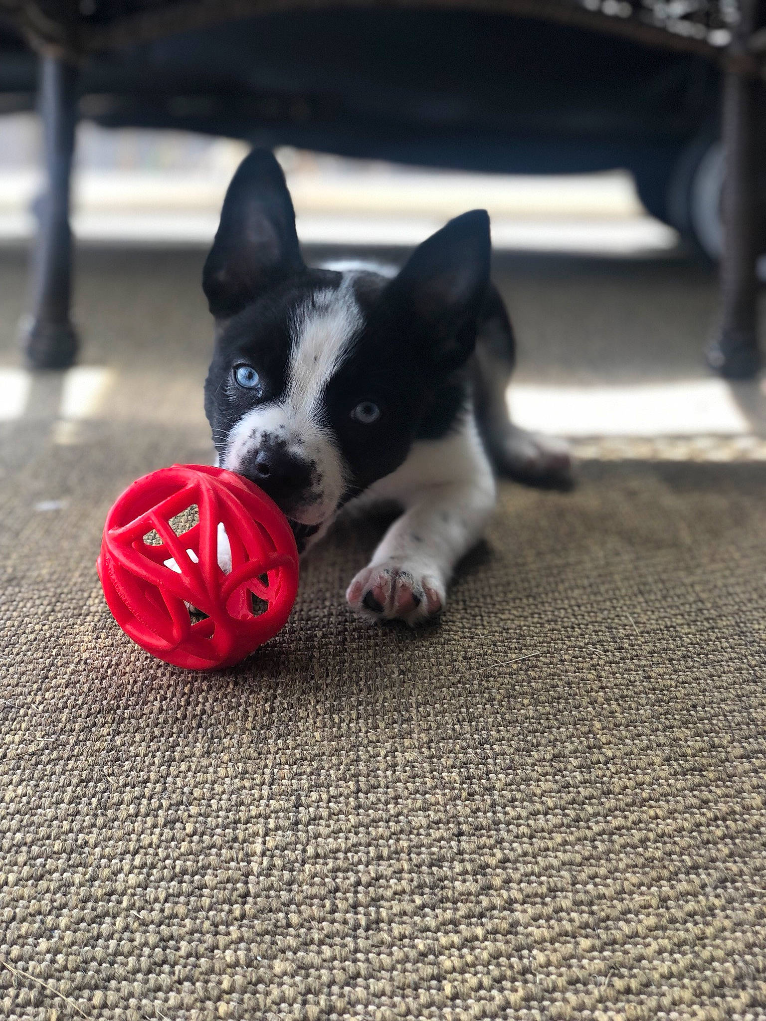 Creed is registered to the contest to win money with this photo: ball, boston_terrier, canidae, cardigan_welsh_corgi, carnivore, companion_dog, dog, dog_breed, dog_toy, french_bulldog, mammal, non_sporting_group, puppy, rat_terrier, snout, vertebrate
