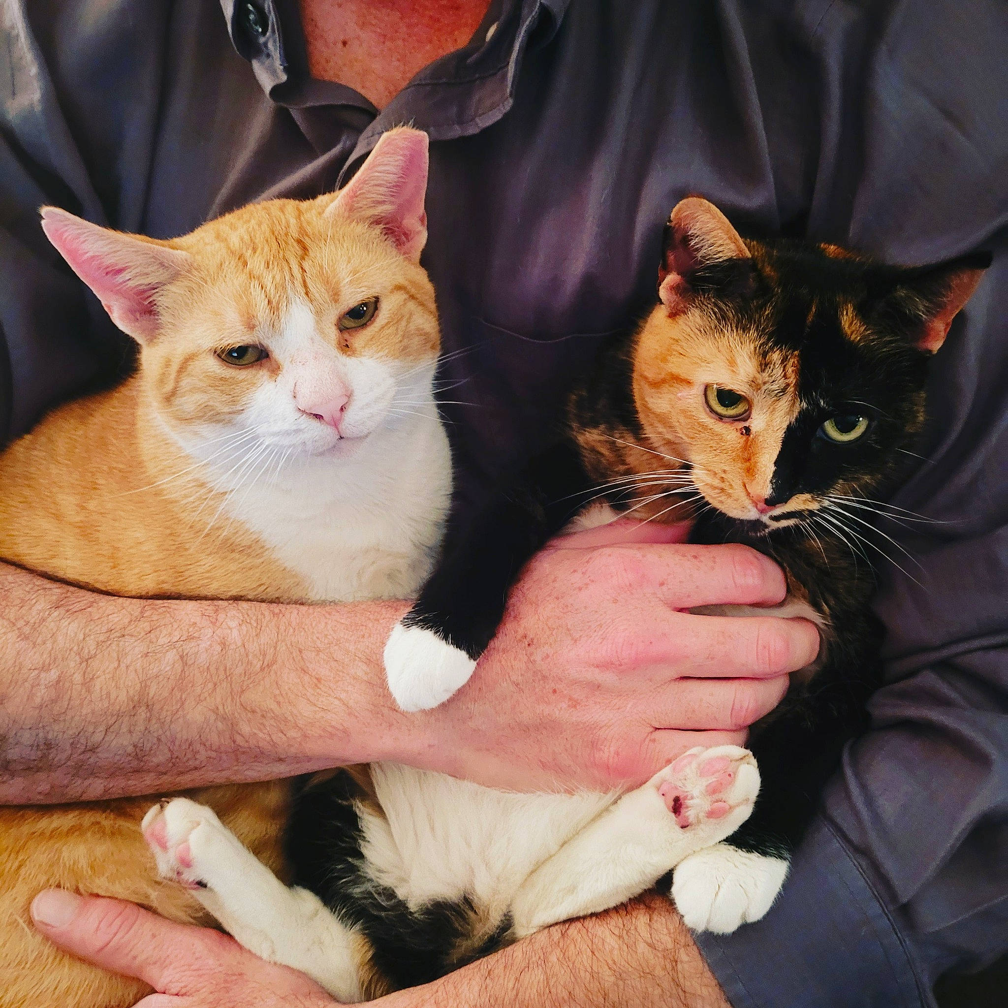 Hrh Sir Paddington is registered to the contest to win money with this photo: carnivore, cat, claw, comfort, domestic_short_haired_cat, ear, fawn, felidae, fur, gesture, hand, lap, nail, paw, sitting, small_to_medium_sized_cats, tail, whiskers