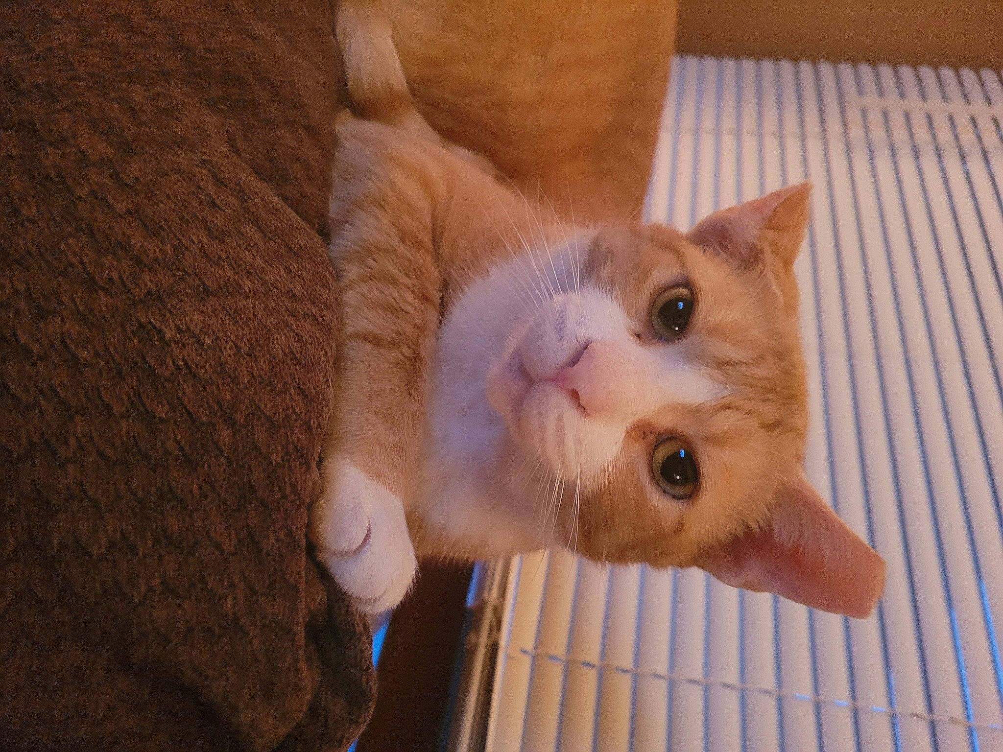 Hrh Sir Paddington joined the competition — help win amazing prizes! carnivore, cat, claw, comfort, domestic_short_haired_cat, ear, eye, fawn, felidae, fur, gesture, hardwood, nail, paw, small_to_medium_sized_cats, snout, tail, thumb, whiskers, wood