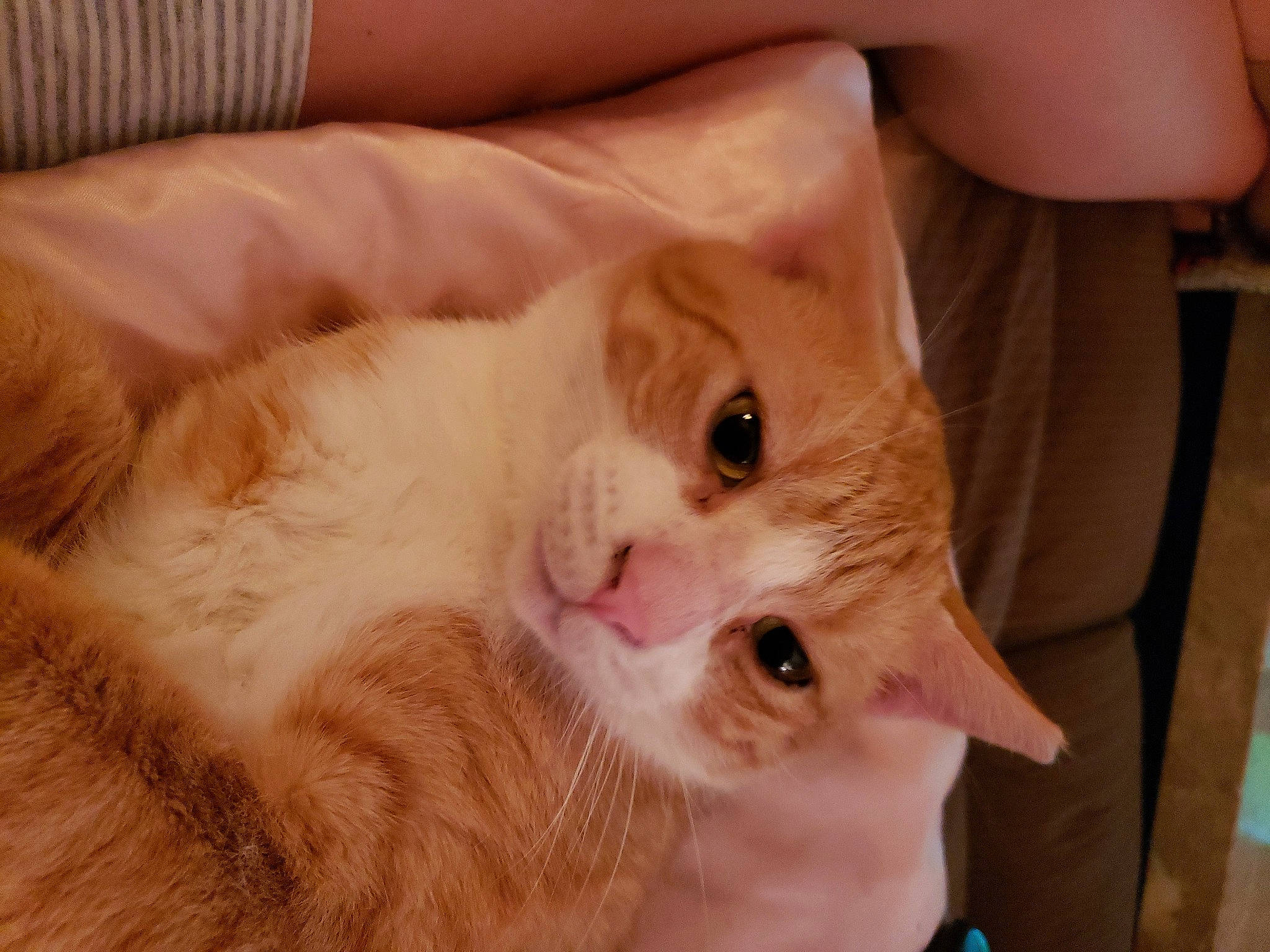 Hrh Sir Paddington is registered to the contest to win money with this photo: carnivore, cat, claw, comfort, domestic_short_haired_cat, ear, fang, fawn, felidae, fur, nail, paw, small_to_medium_sized_cats, snout, tail, whiskers