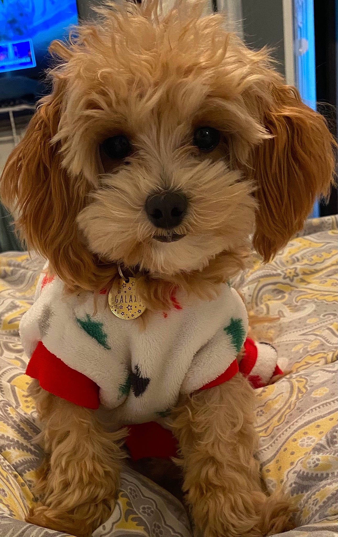 Galaxy joined the competition — help win amazing prizes! blue, canidae, carnivore, companion_dog, dog, dog_breed, dog_clothes, dog_collar, dog_supply, fur, liver, puppy_love, shih_tzu, small_terrier, snout, sporting_group, television, terrier, toy, toy_dog