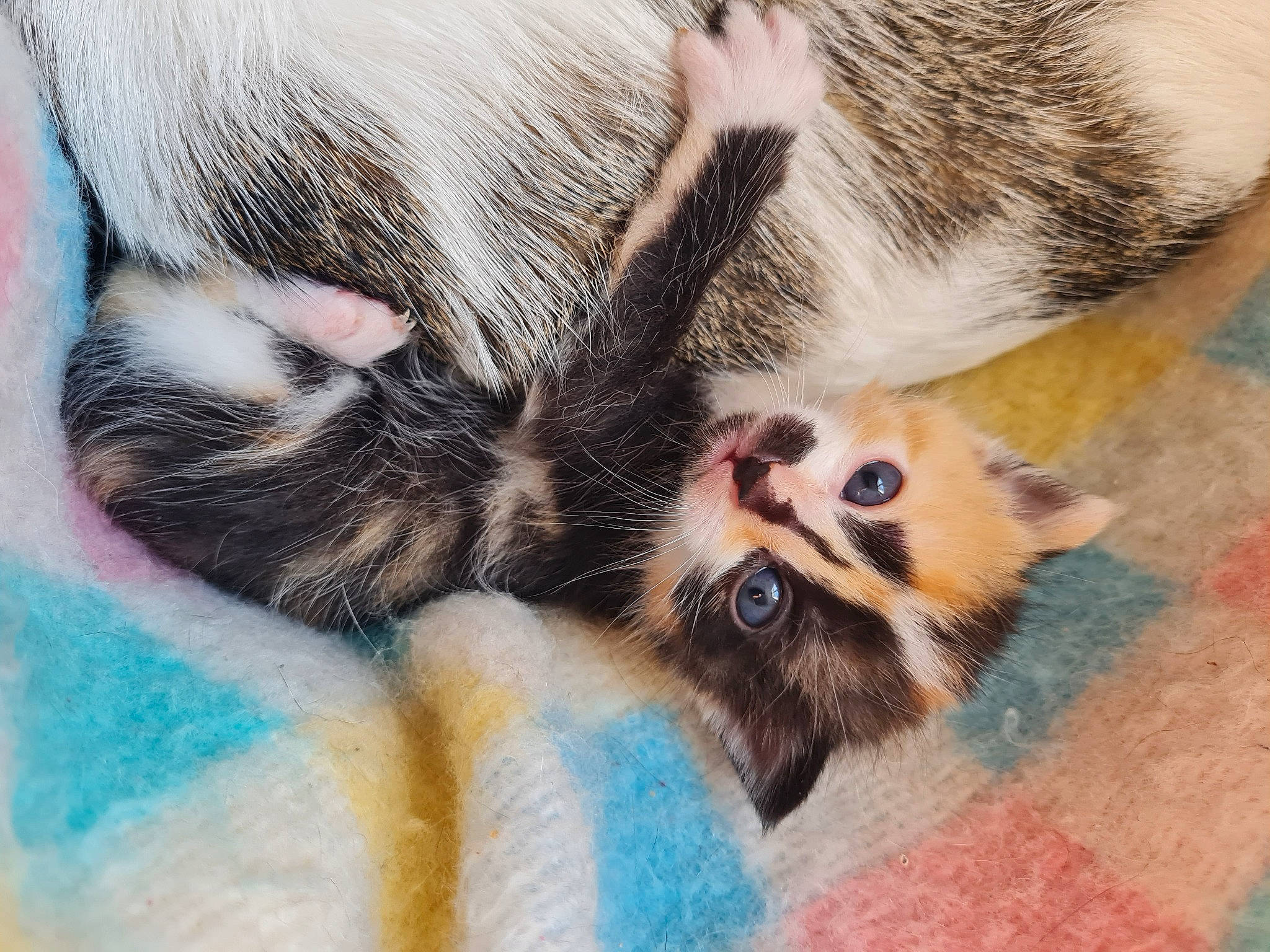 Mya a rejoint le concours — aidez-le/la à gagner de superbes lots ! bed, carnivore, cat, cat_bed, claw, comfort, domestic_short_haired_cat, fawn, felidae, foot, fur, mammal, paint, paw, small_to_medium_sized_cats, snout, tail, textile, vertebrate, whiskers